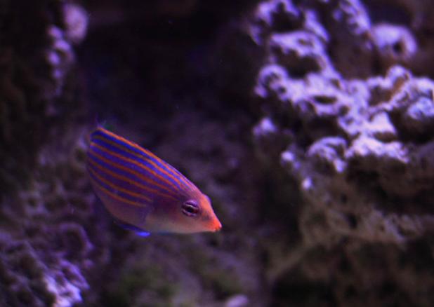 Six Line Wrasse