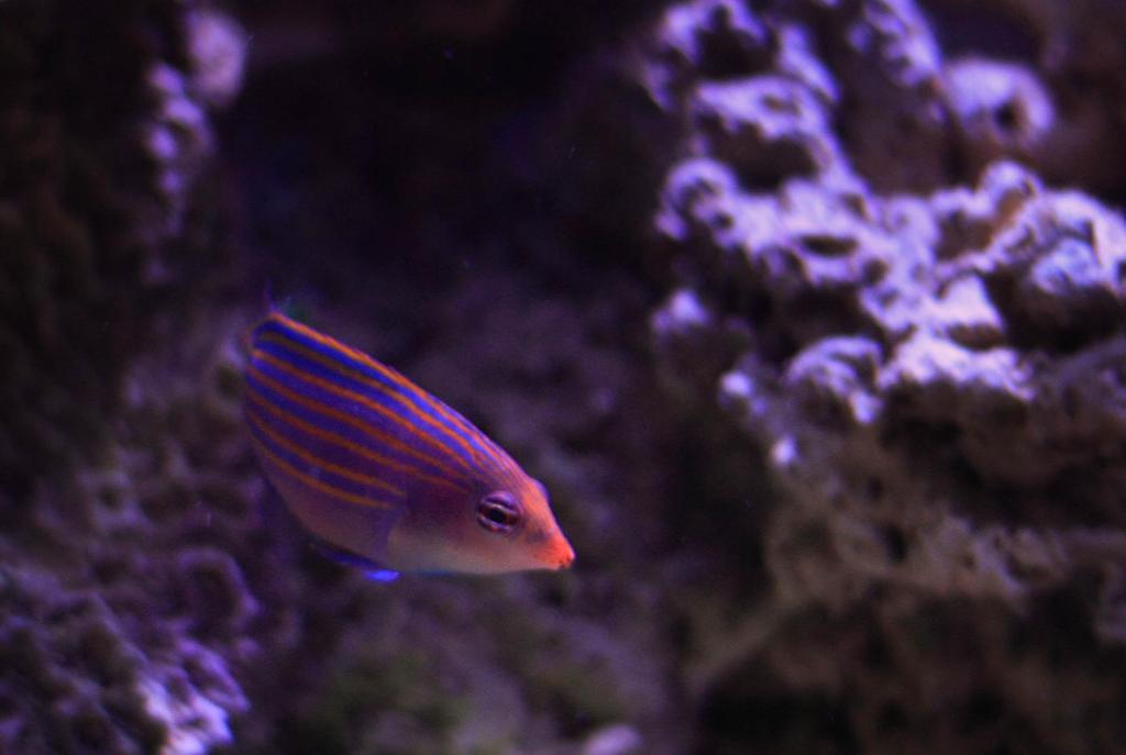 Six Line Wrasse