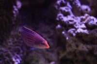 Six Line Wrasse Thumbnail