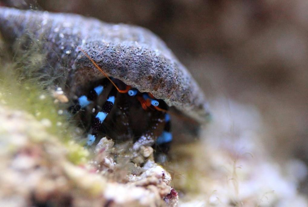 Electric Blue Hermit Crab