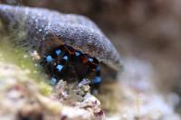 Electric Blue Hermit Crab