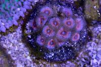 Zoanthid