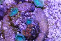 Zoanthid