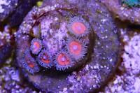 Zoanthid