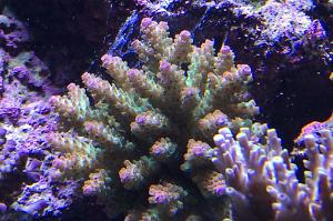 Acropora robusta Thumbnail