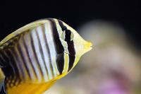 Sailfin Tang Desjardini Thumbnail