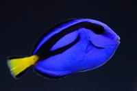 Blue Tang