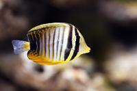 Zebrasoma Desjardinii