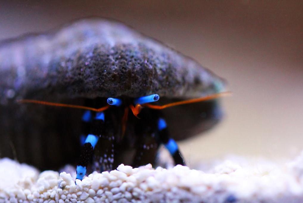 Electric Blue Hermit Crab