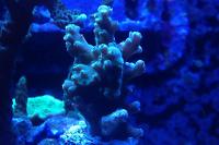 Acropora salvaje Australia Thumbnail