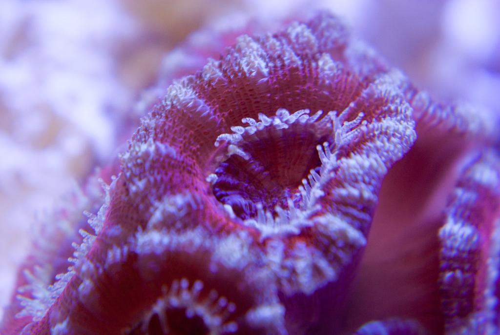 Acan Macro