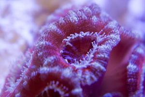 Acan Macro