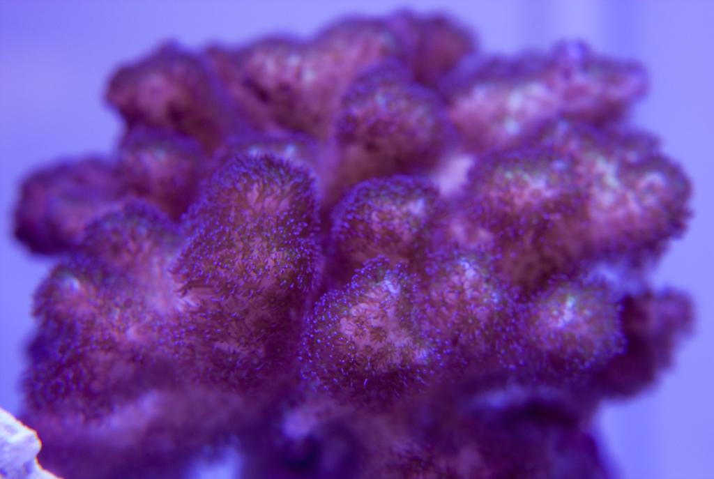 Pocillopora Macro