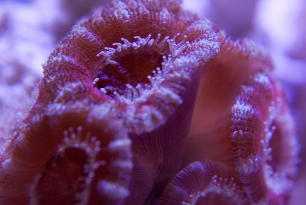 Acan Macro 2