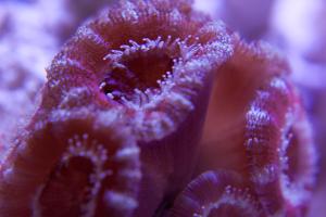 Acan Macro 2