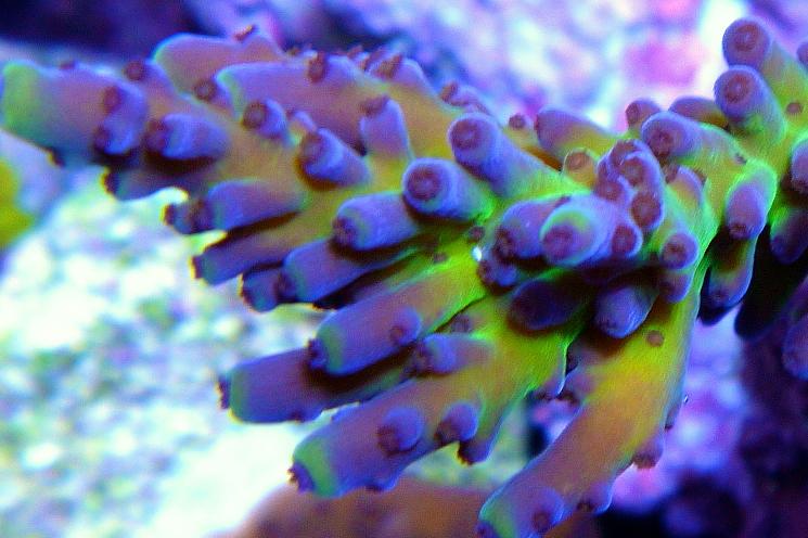 Miyagi Tort / Acropora tortuosa var Miyagi 47