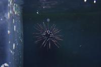 Pencil Urchin Thumbnail