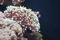 Torch Coral Thumbnail