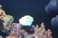 Cup Coral Pagoda Thumbnail