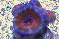 Lordhowensis Coral Thumbnail