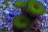 Button Polyp - Yellow Thumbnail