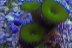 Elegant Moon Polyp Thumbnail