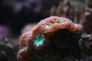 Big Polyp Blastomussa Coral Thumbnail