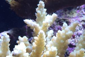 Acropora deswalli Thumbnail