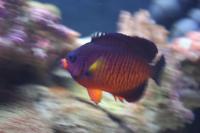 Coral Beauty Angelfish Thumbnail