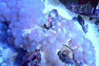 Bubble Coral Thumbnail