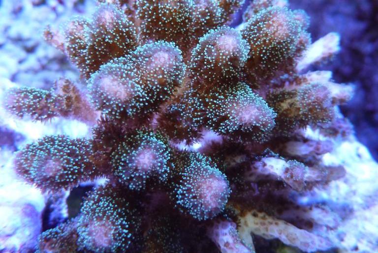 Cauliflower Coral, Pocillopora