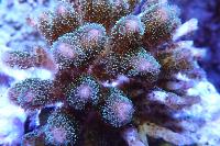 Cauliflower Coral Pocillopora Thumbnail