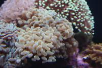 Hammer Anchor Coral Branching Thumbnail