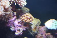 Hammer Anchor Coral Branching Thumbnail