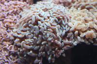 Hammer Anchor Coral Branching Thumbnail