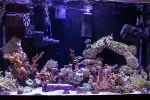 29 gal Reef Thumbnail