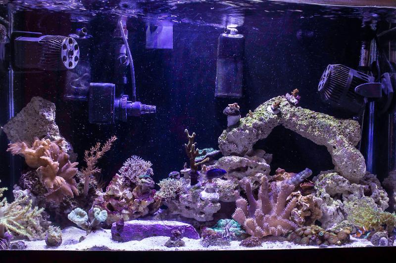 29 gal Reef Thumbnail