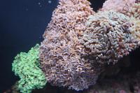 Hammer Anchor Coral Thumbnail