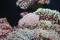 Hammer Anchor Coral Branching Thumbnail