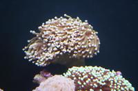 Torch Coral Thumbnail