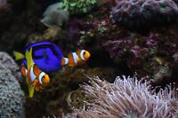 Ocellaris Clownfish Thumbnail