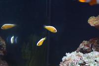 Pink Skunk Clownfish Thumbnail