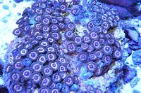 Pink Zoanthid