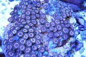 Pink Zoanthid Thumbnail