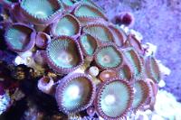 Button Polyp Thumbnail