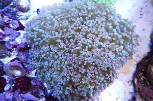 Aussie Candy Apple Coral