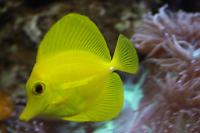 Scopas Tang Thumbnail