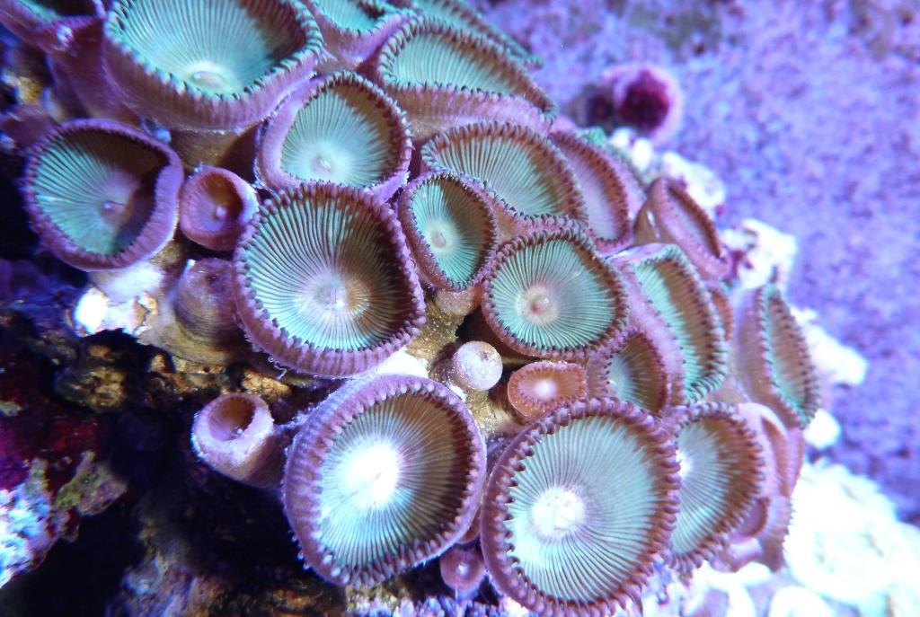 Button Polyps