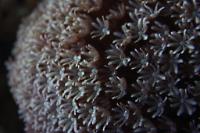 Pipe Organ Coral Thumbnail