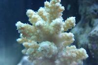 Acropora Anthocerdis Thumbnail